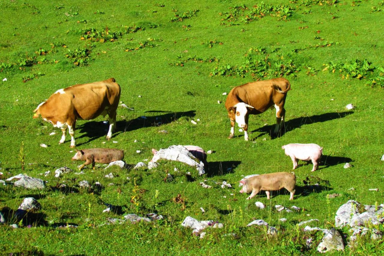 Ferienwohnung Innerhofer Hollersbach im Pinzgau Ngoại thất bức ảnh